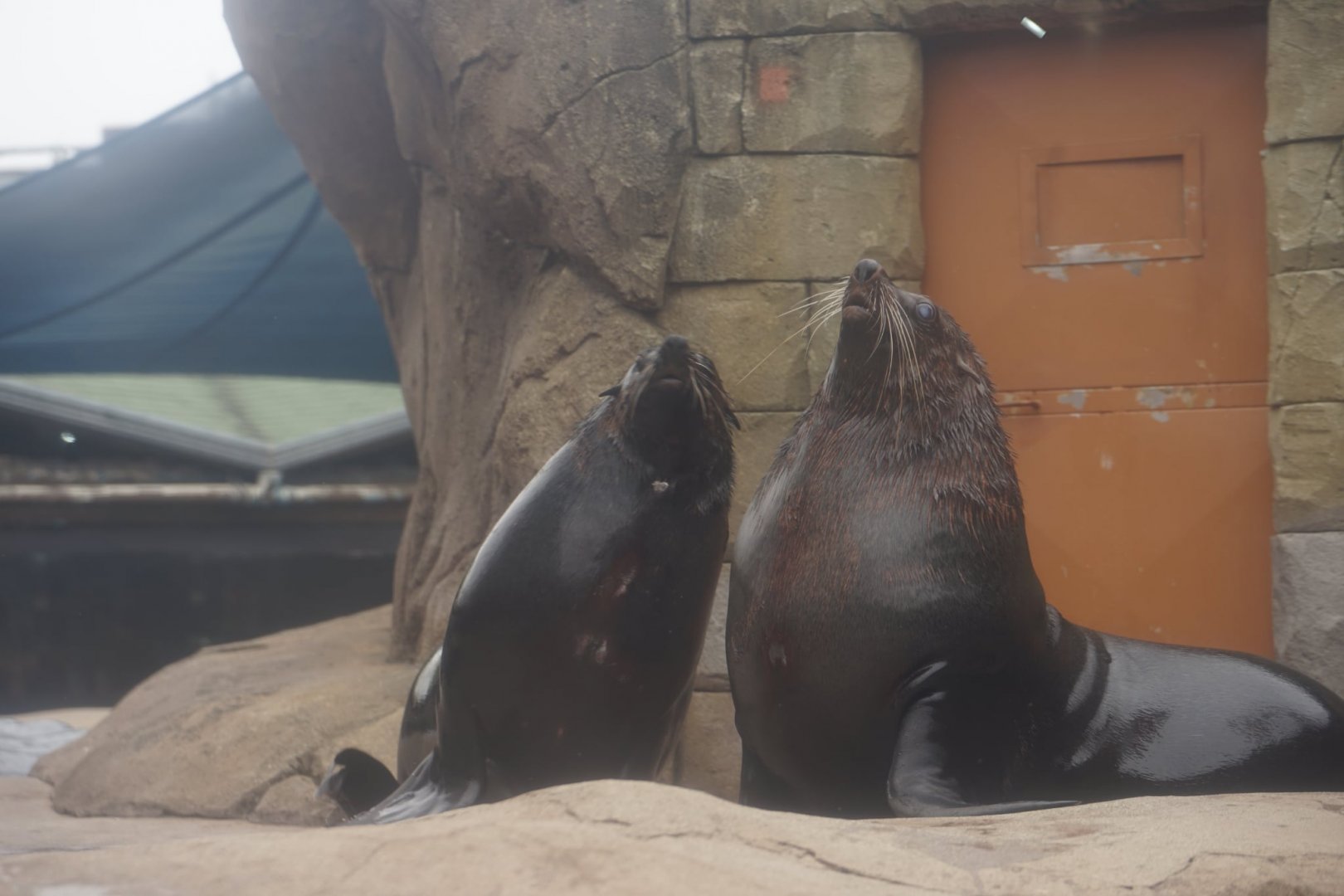 Cape Fur Seals