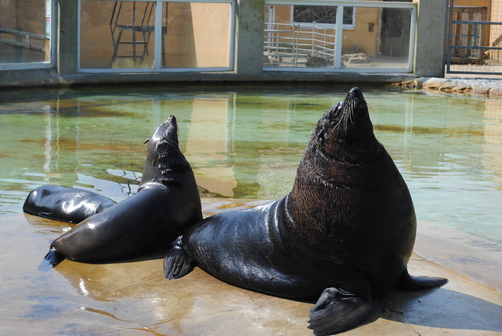 Cape Fur Seals