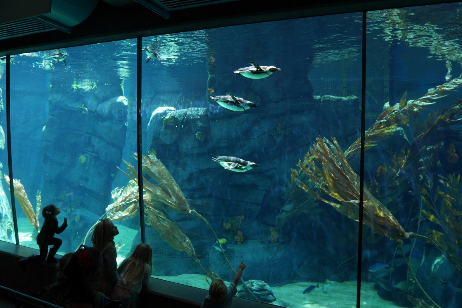 Cape Fynbos African Penguins - My First US Zoo Trip
