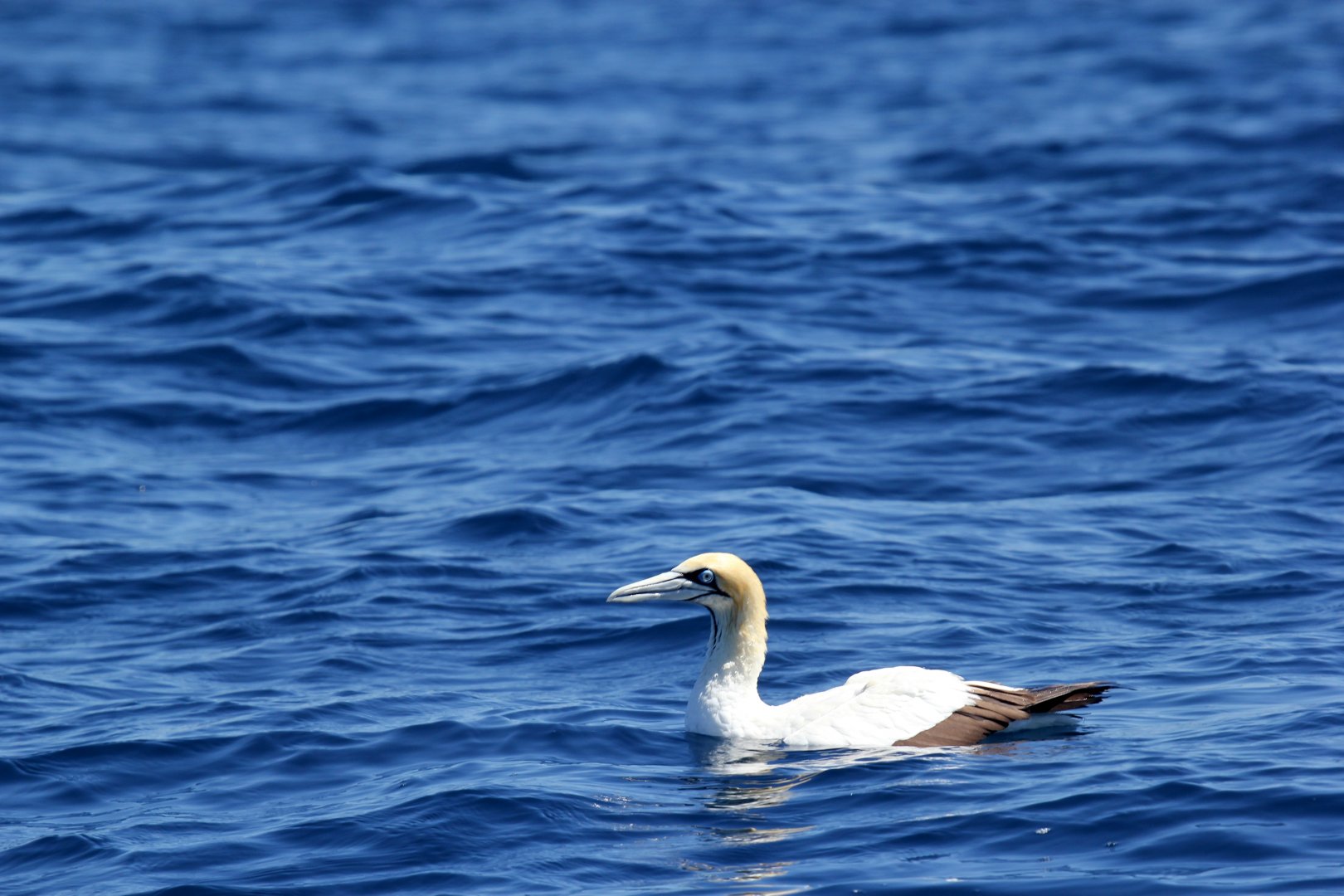 Cape gannet (Morus capensis)