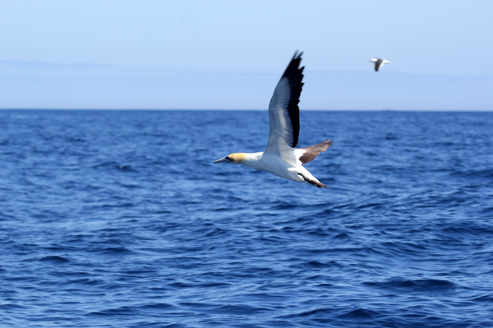 Cape gannet (Morus capensis)