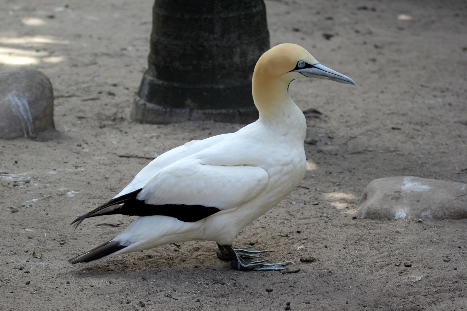 Cape gannet (Morus capensis)