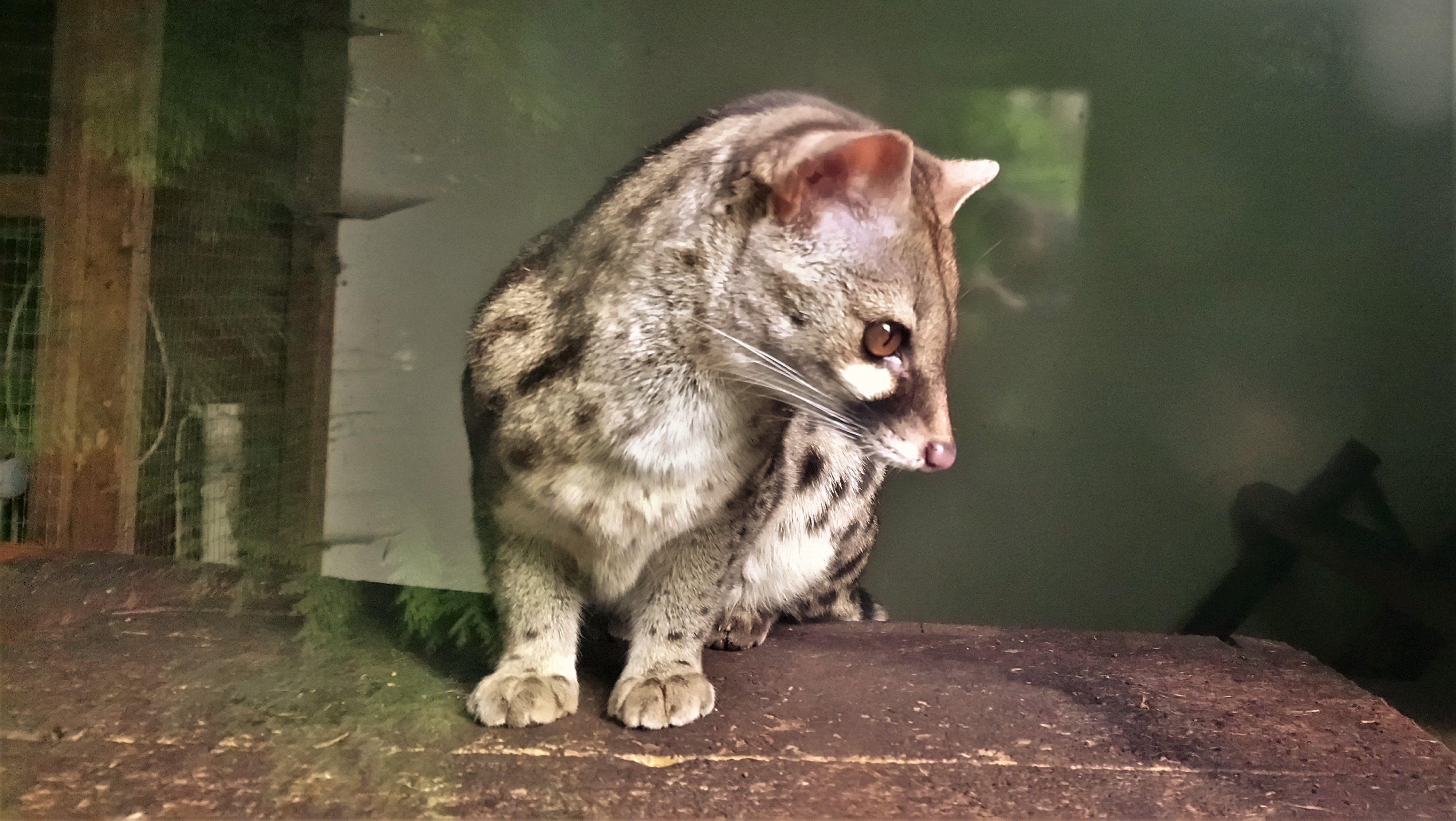 Cape Genet at Axe Valley, 02/11/19