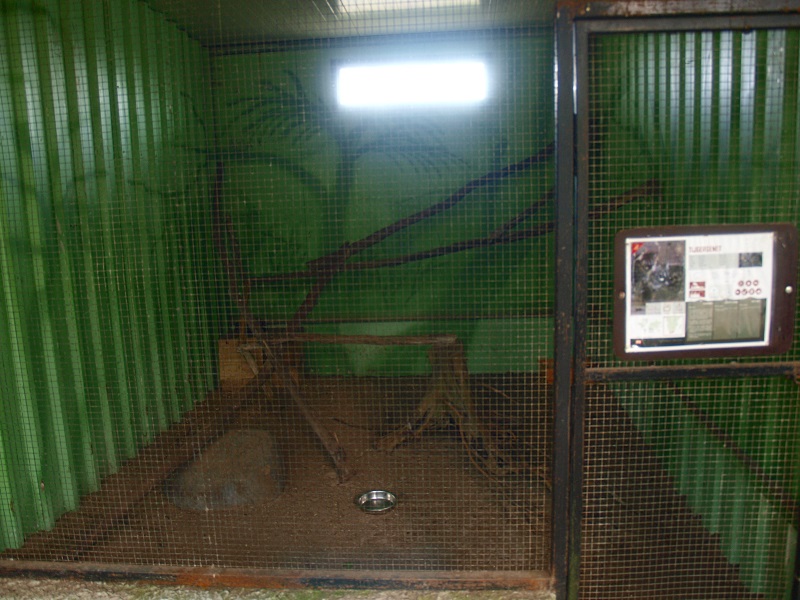 Cape genet cage (April 19th, 2015)