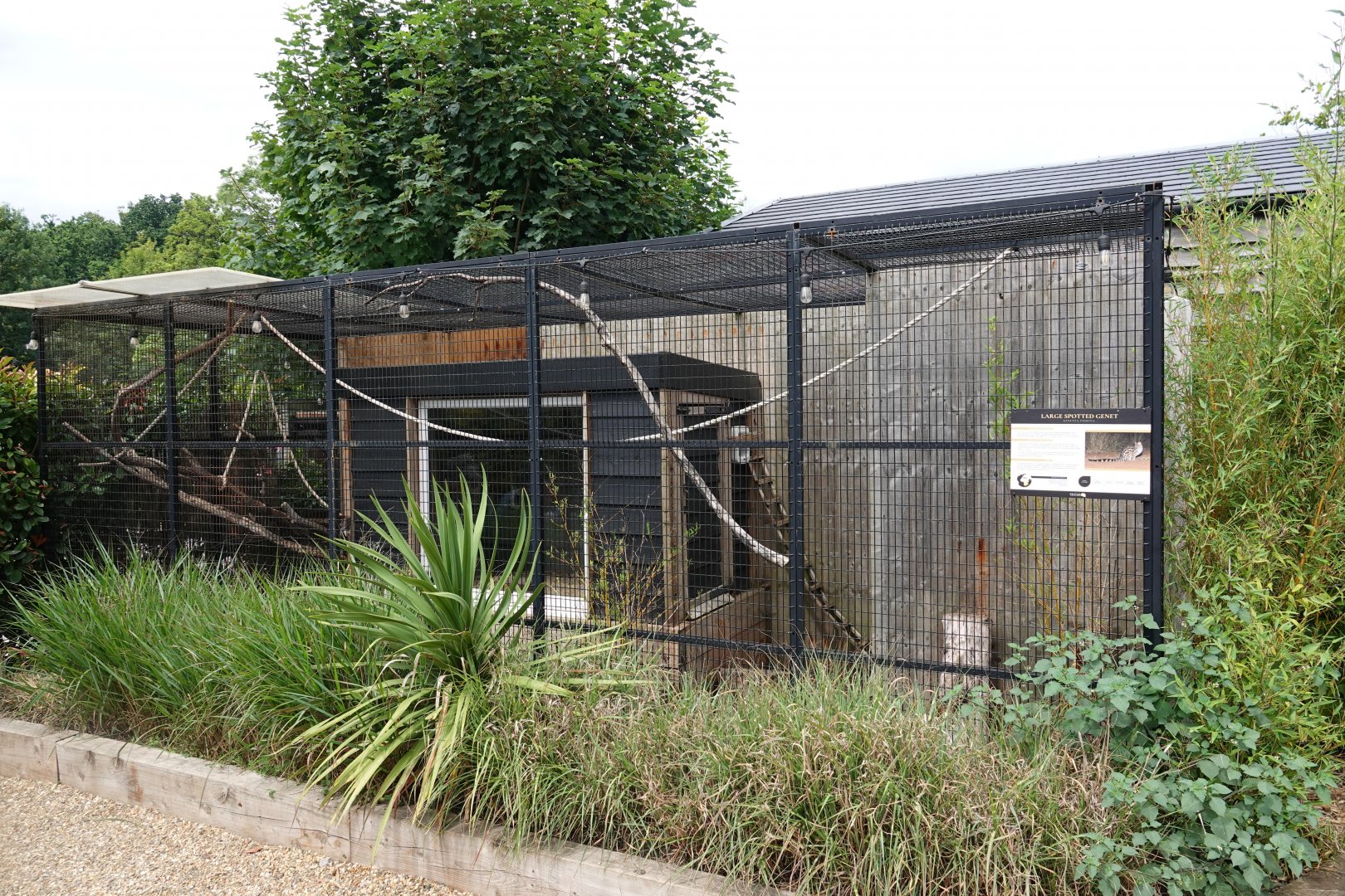 Cape genet enclosure