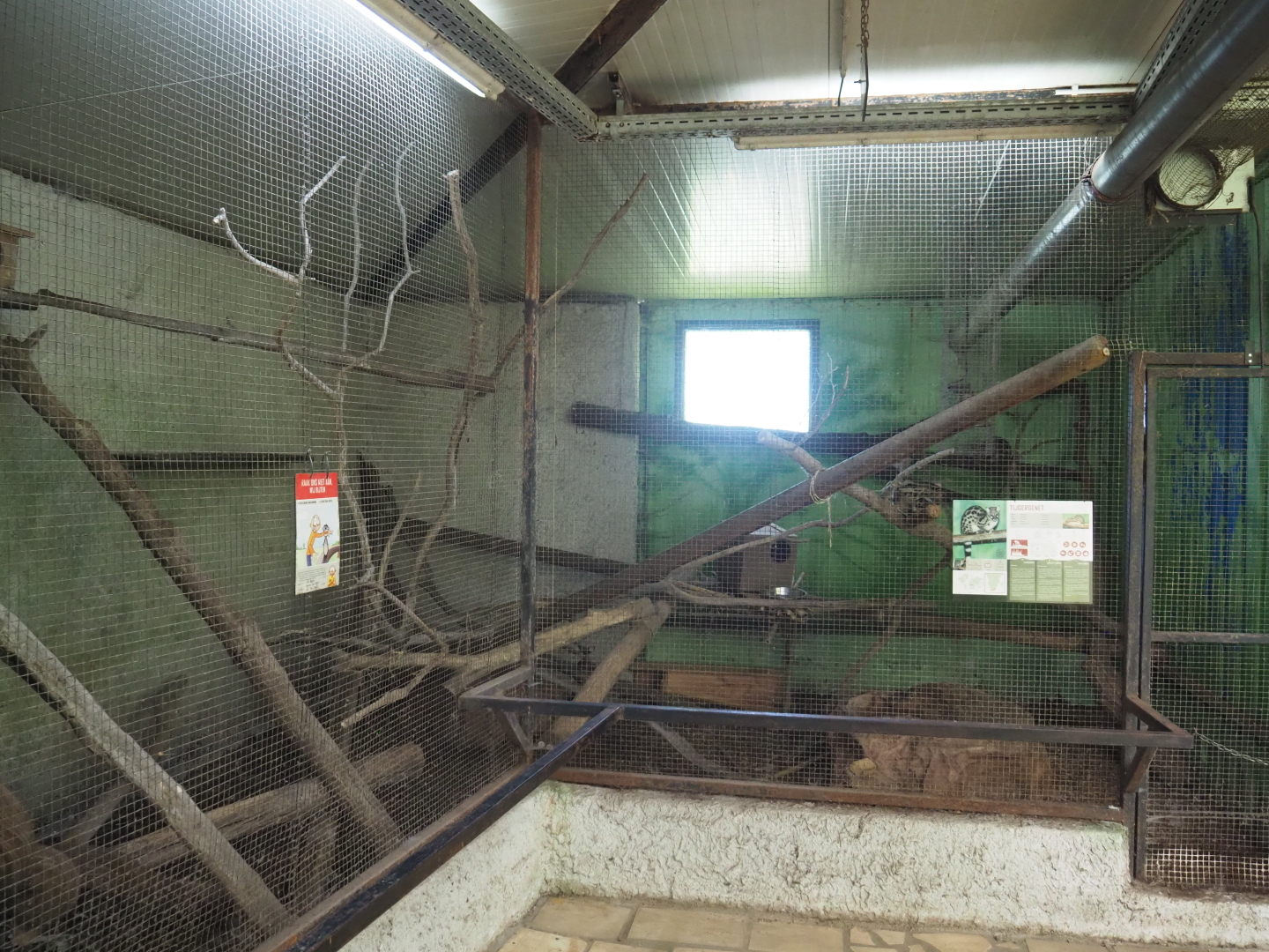 Cape genet exhibit, 2020-06-20