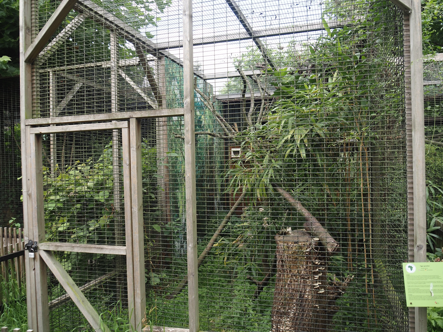 Cape genet exhibit, 2025-08-17