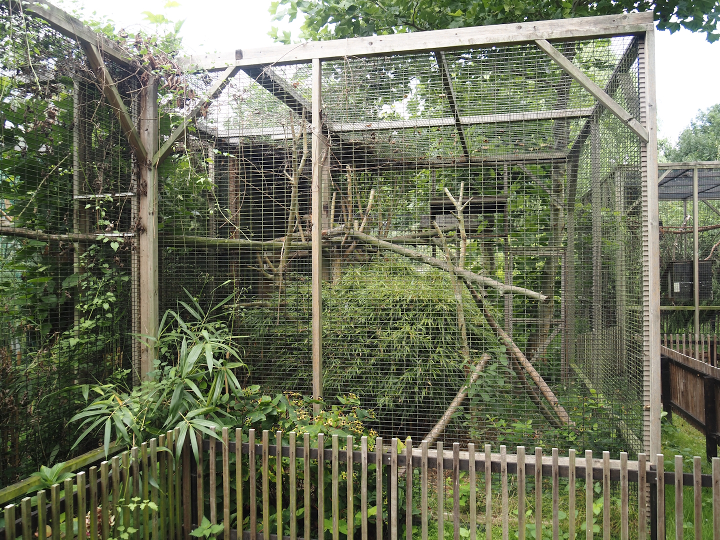 Cape genet exhibit, 2025-08-17