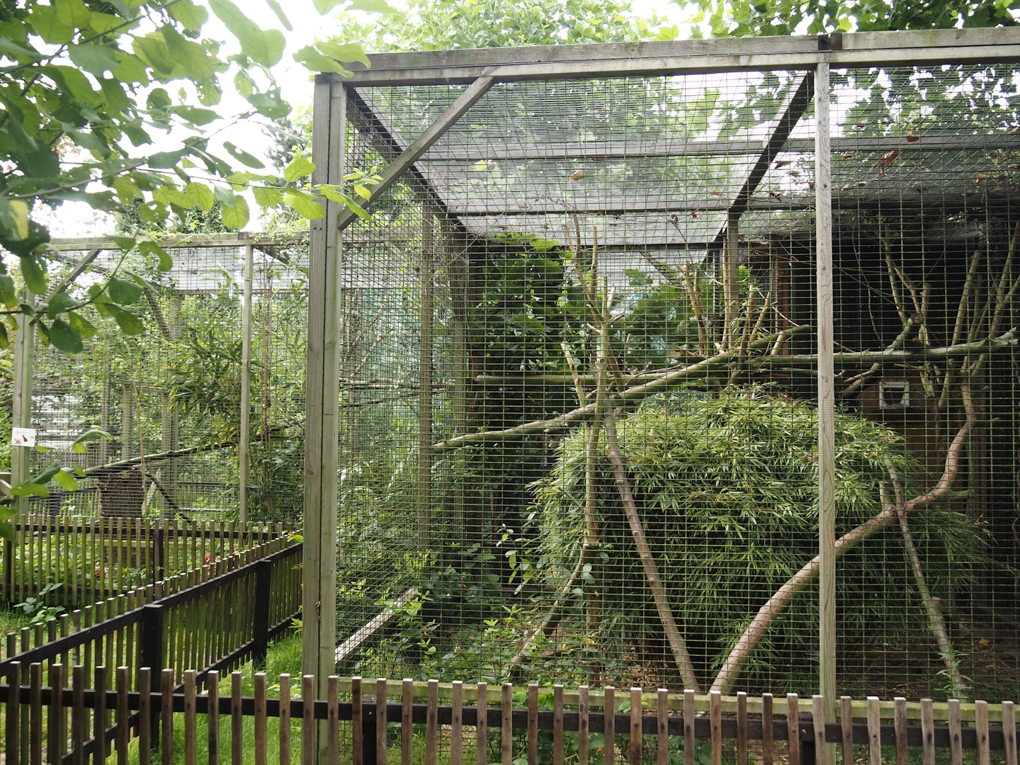 Cape genet exhibit, 2025-08-17