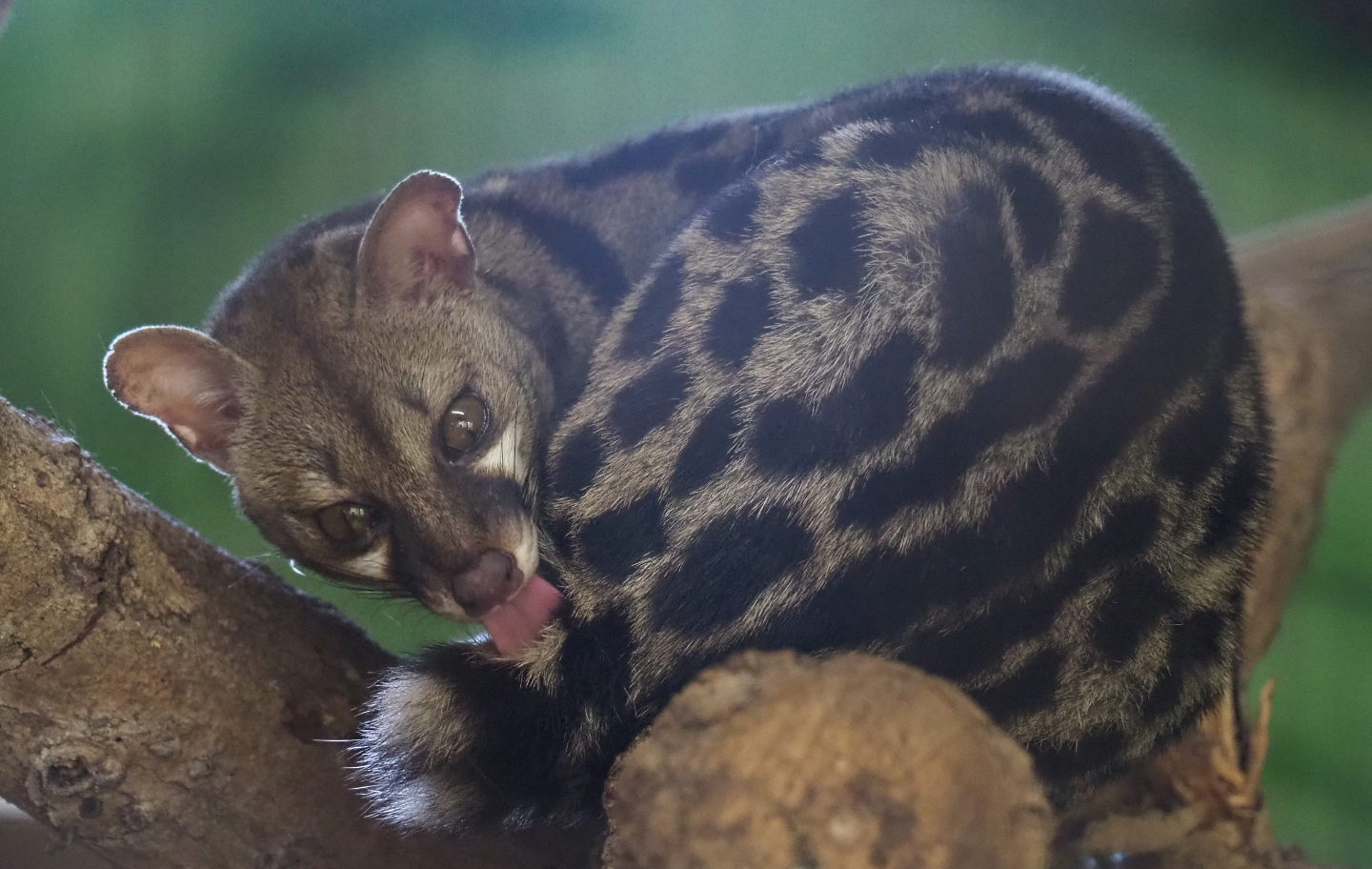 Cape genet (Genetta tigrina), 2020-06-20