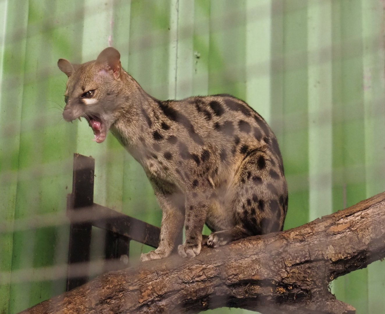 Cape genet (Genetta tigrina), 2021-06-15