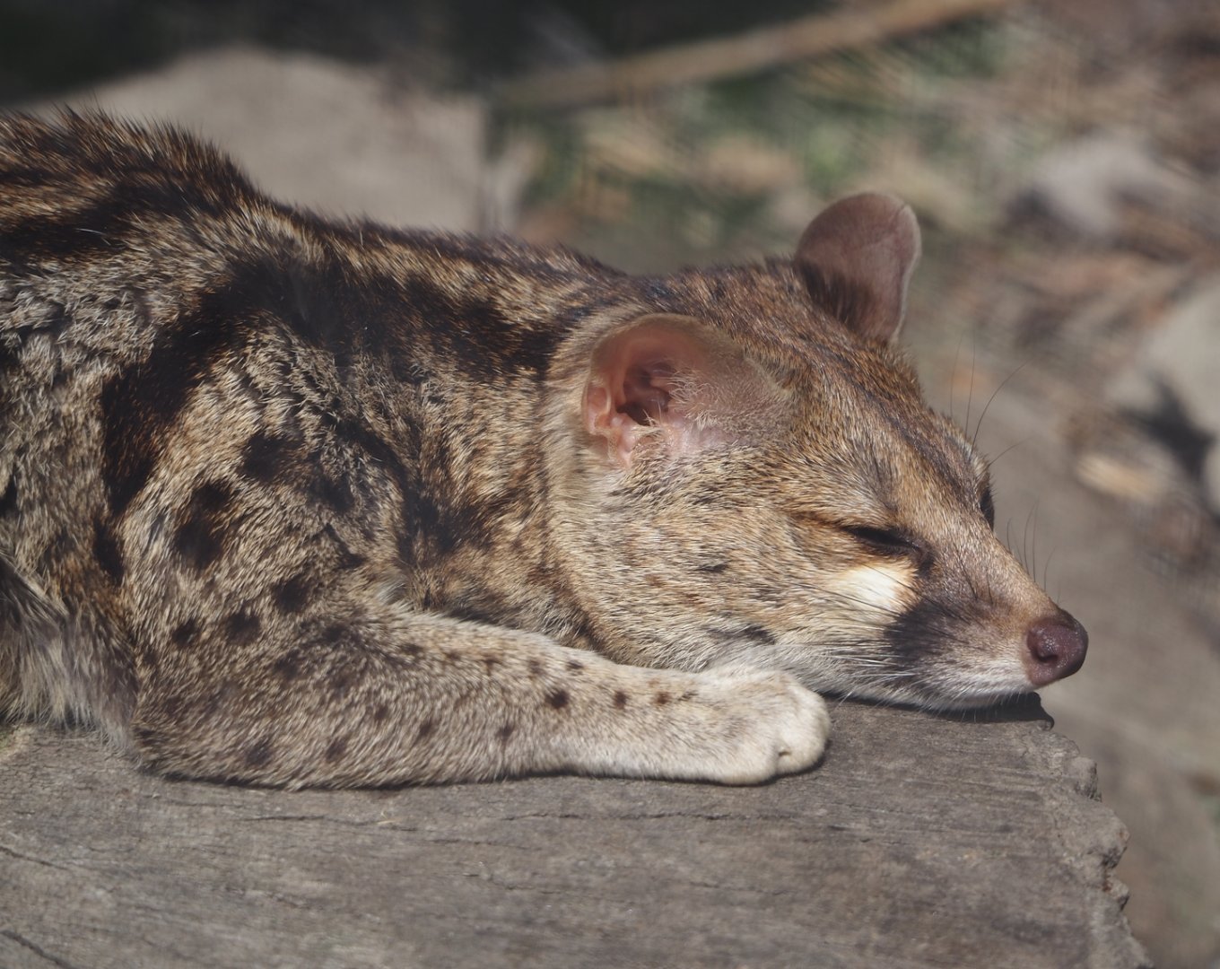 Cape genet (Genetta tigrina), 2024-05-11