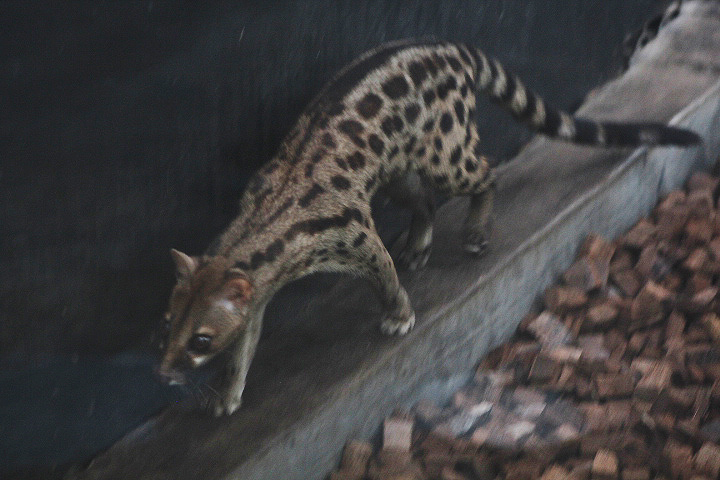 Cape genet (Genetta tigrina) - Animalium BRIN