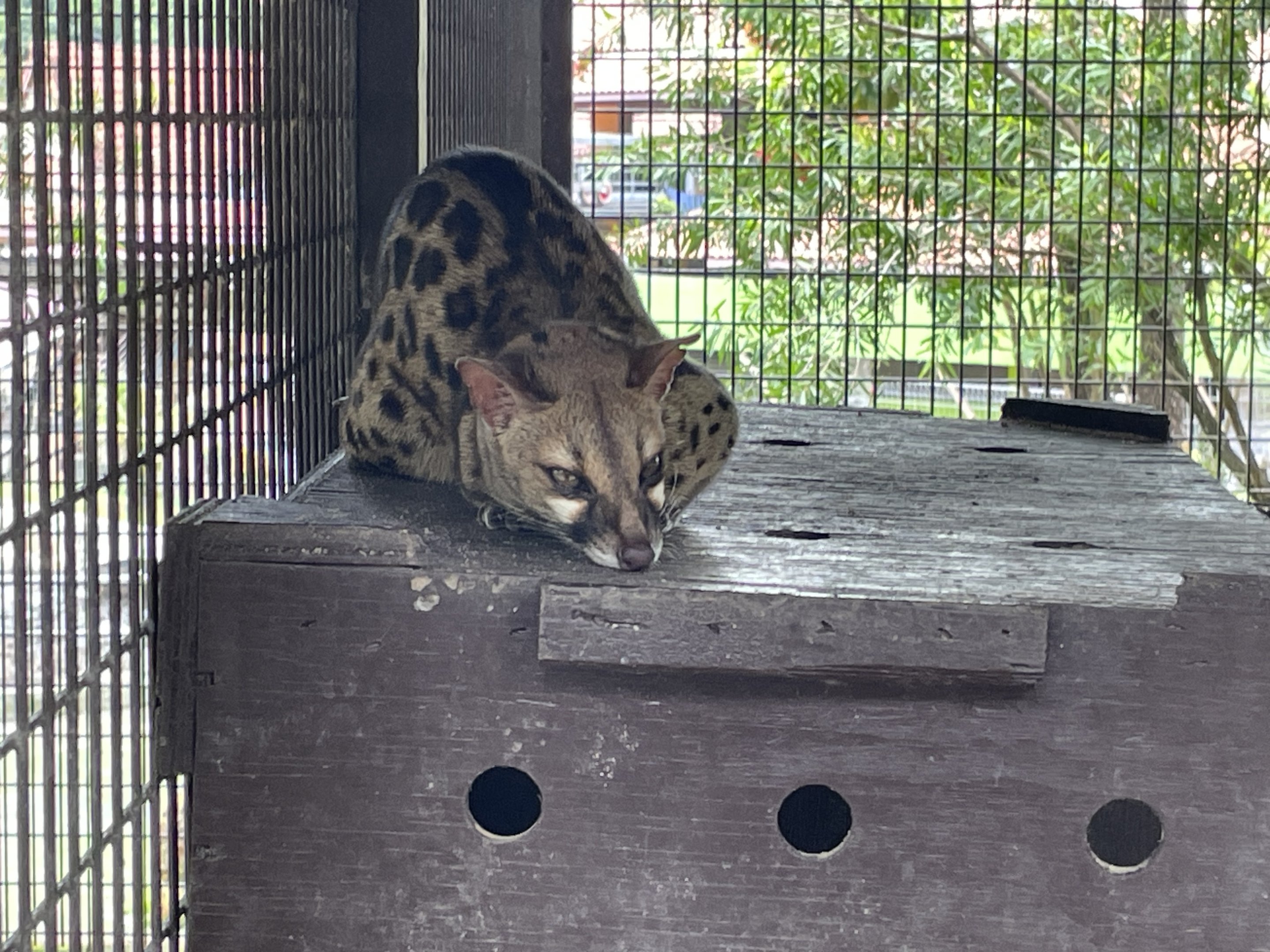 Cape Genet / Genetta tigrina (Unsigned)