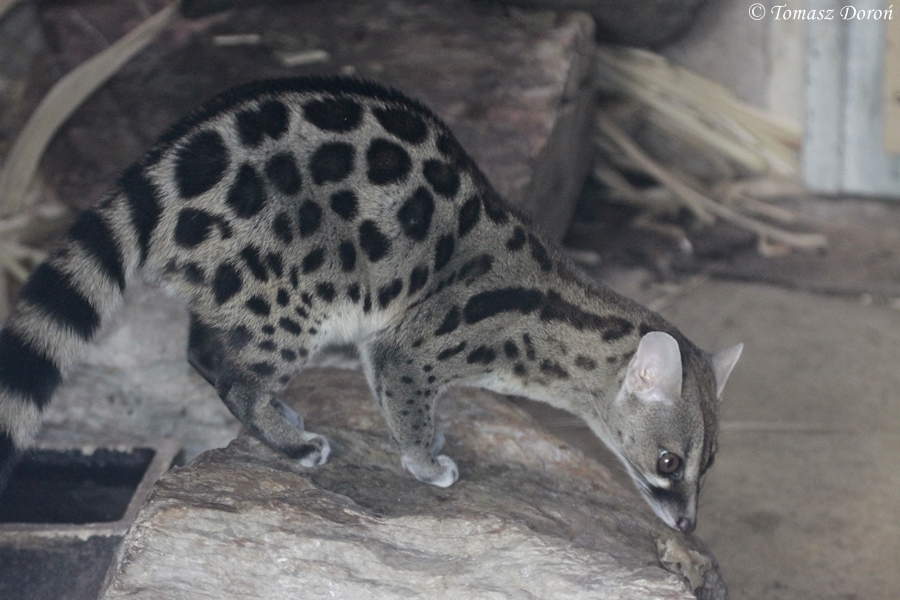 Cape Genet (Genetta tigrina)