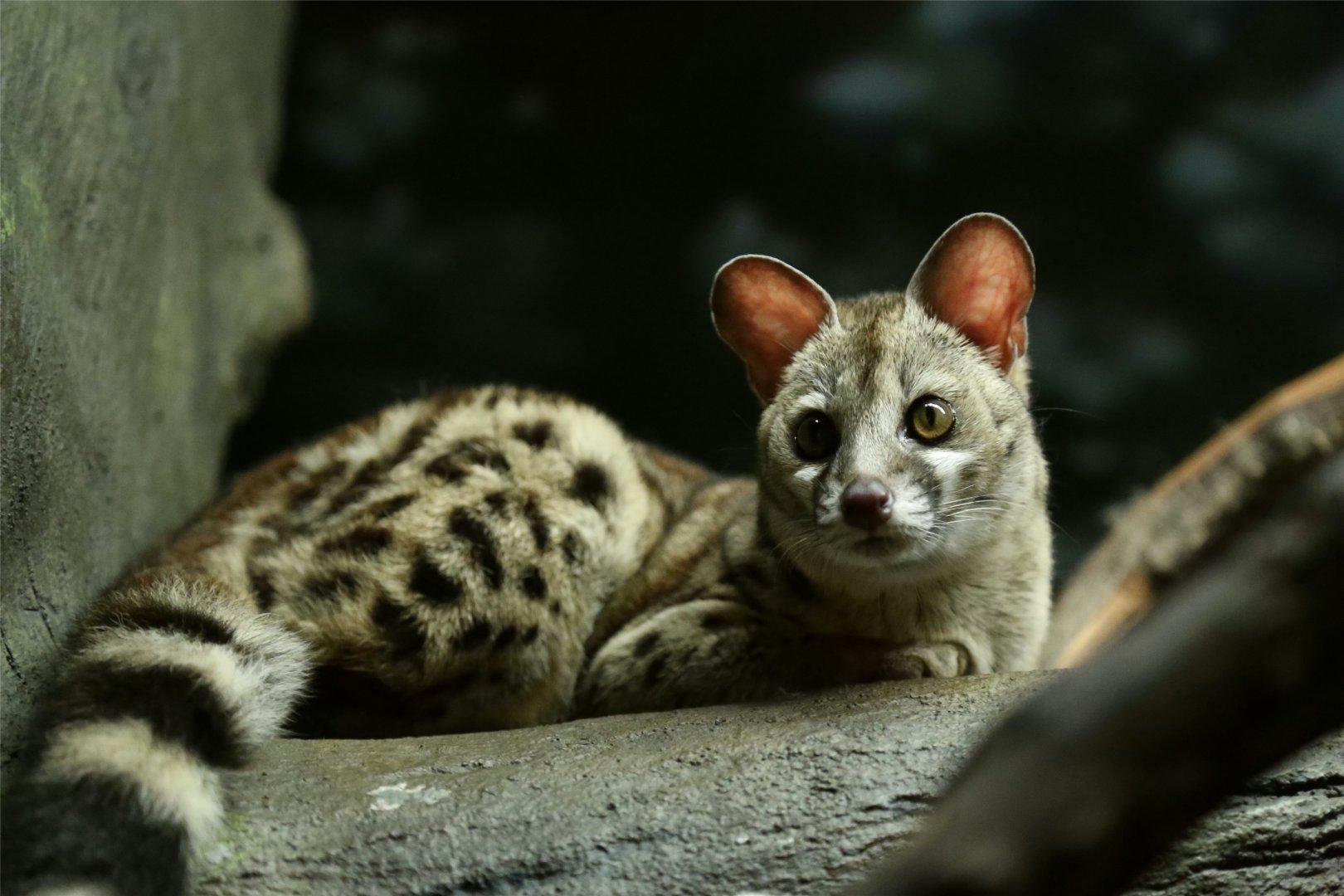 Cape Genet (Genetta tigrina)