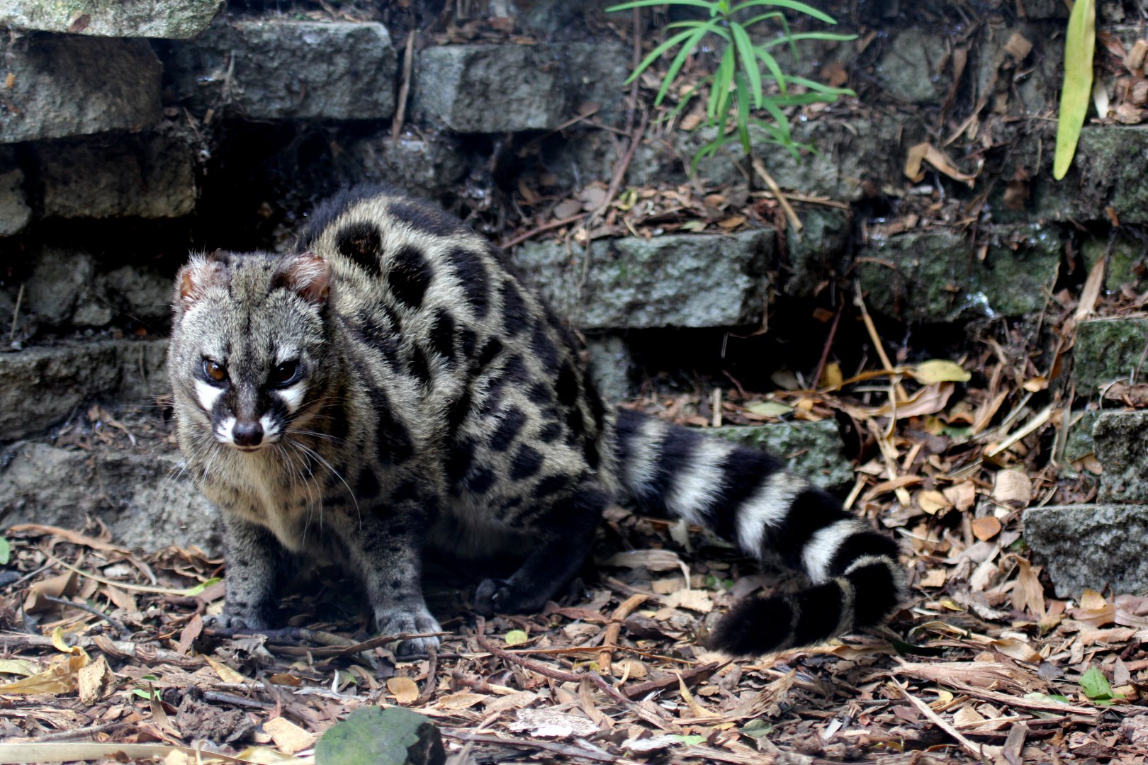 Cape genet (Genetta tigrina)