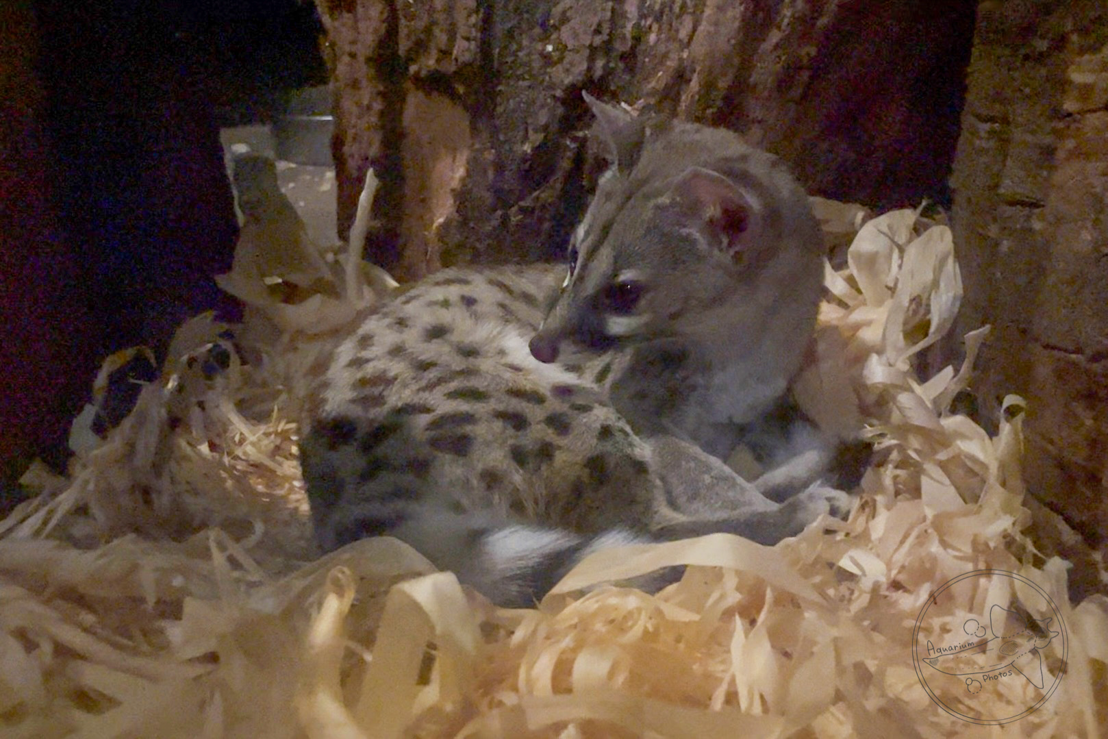 Cape Genet (Genetta tigrina)