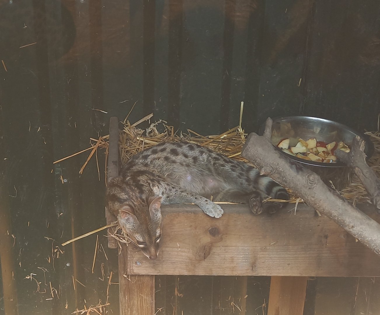 Cape genet in indoor-enclosure