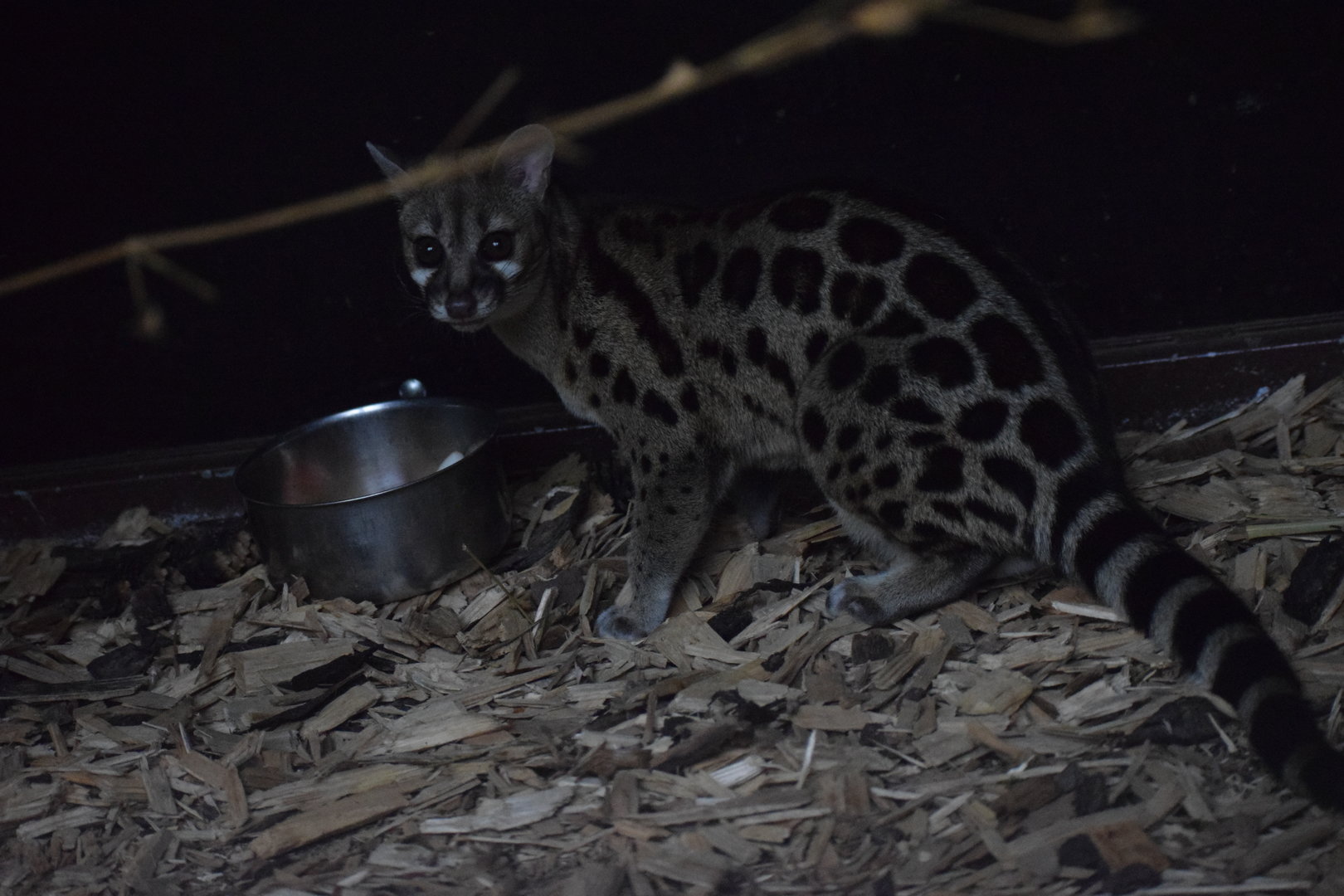 Cape genet - Oktober 2023