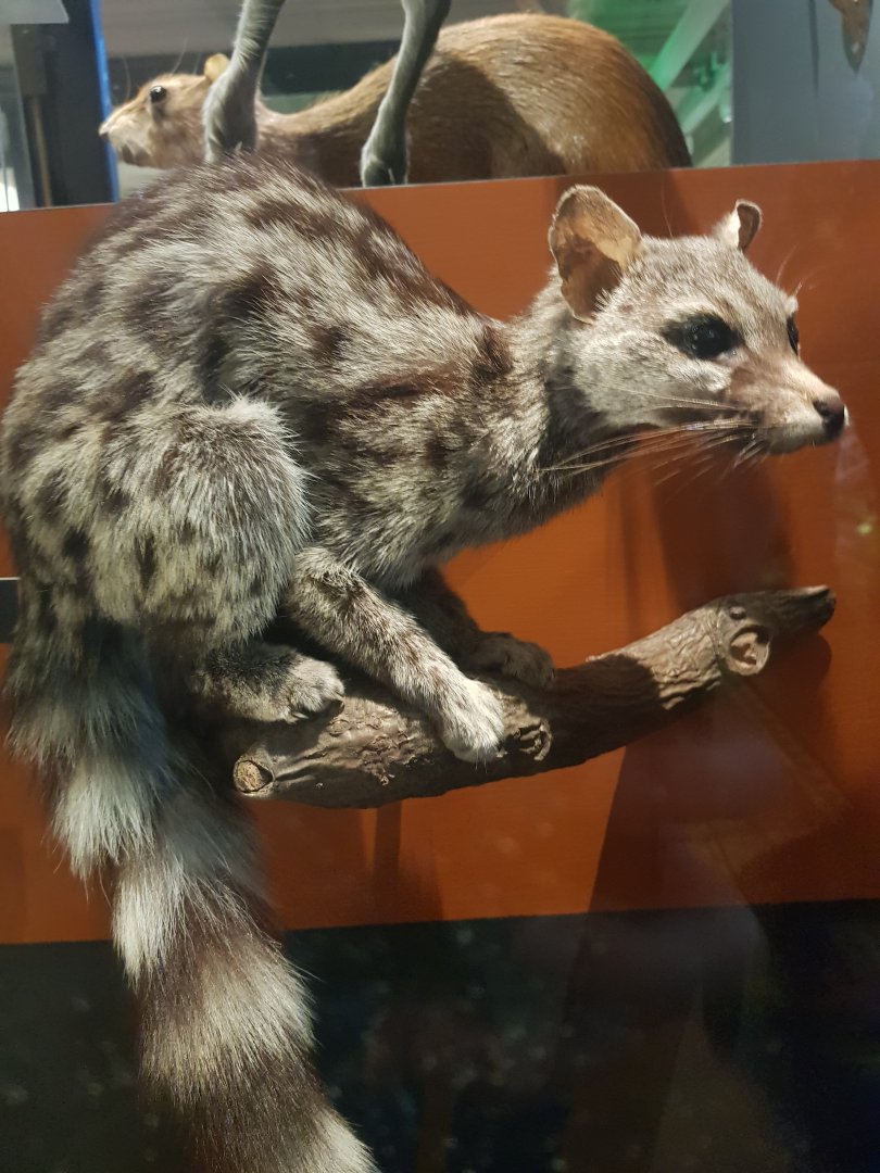 Cape Genet Taxidermy