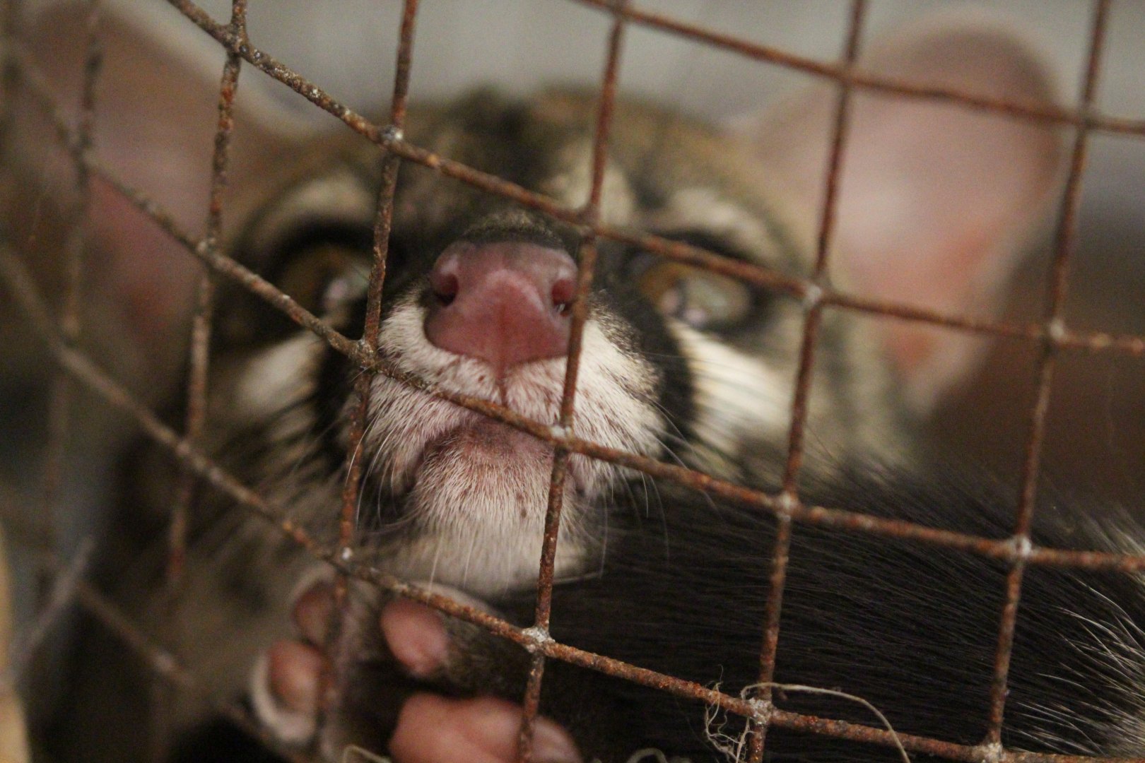 Cape Genet, Tropical House