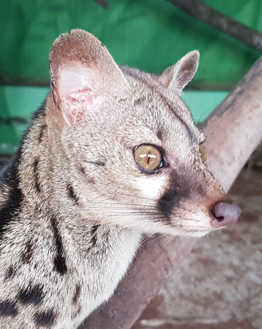 Cape Genet