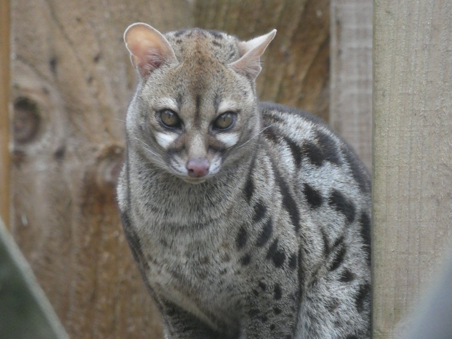 Cape Genet