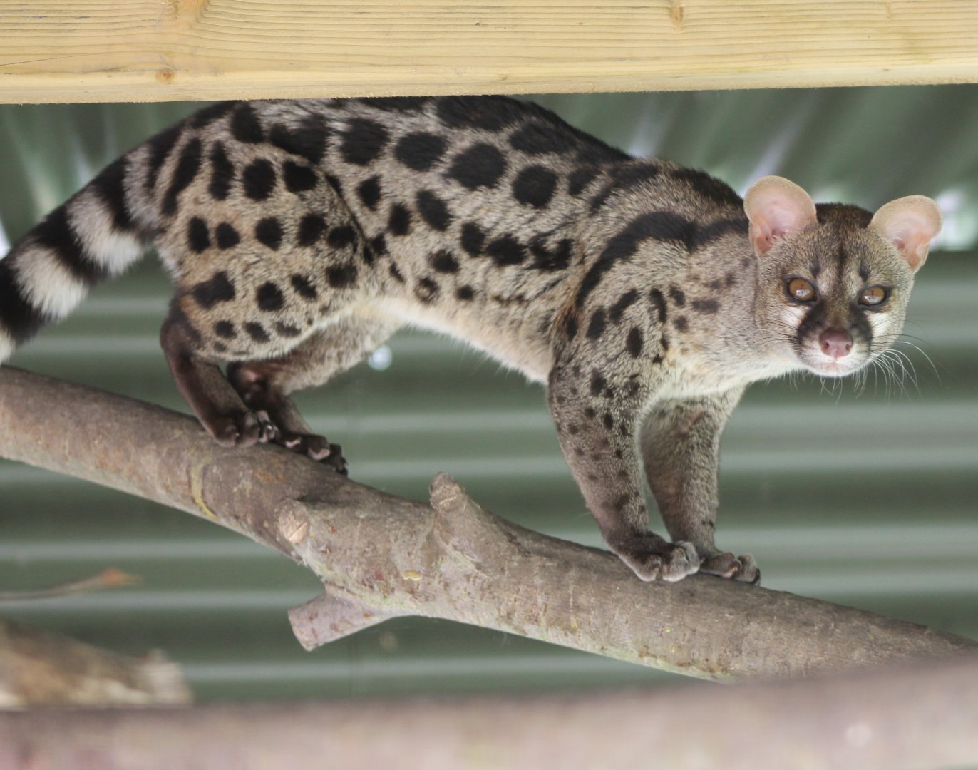 Cape genet
