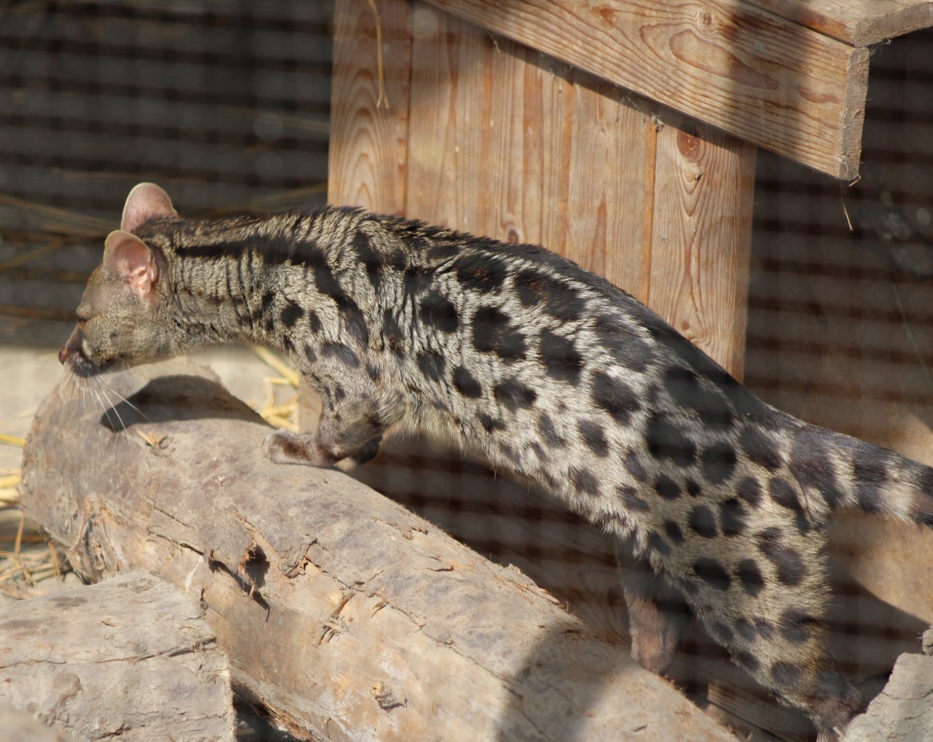 Cape genet