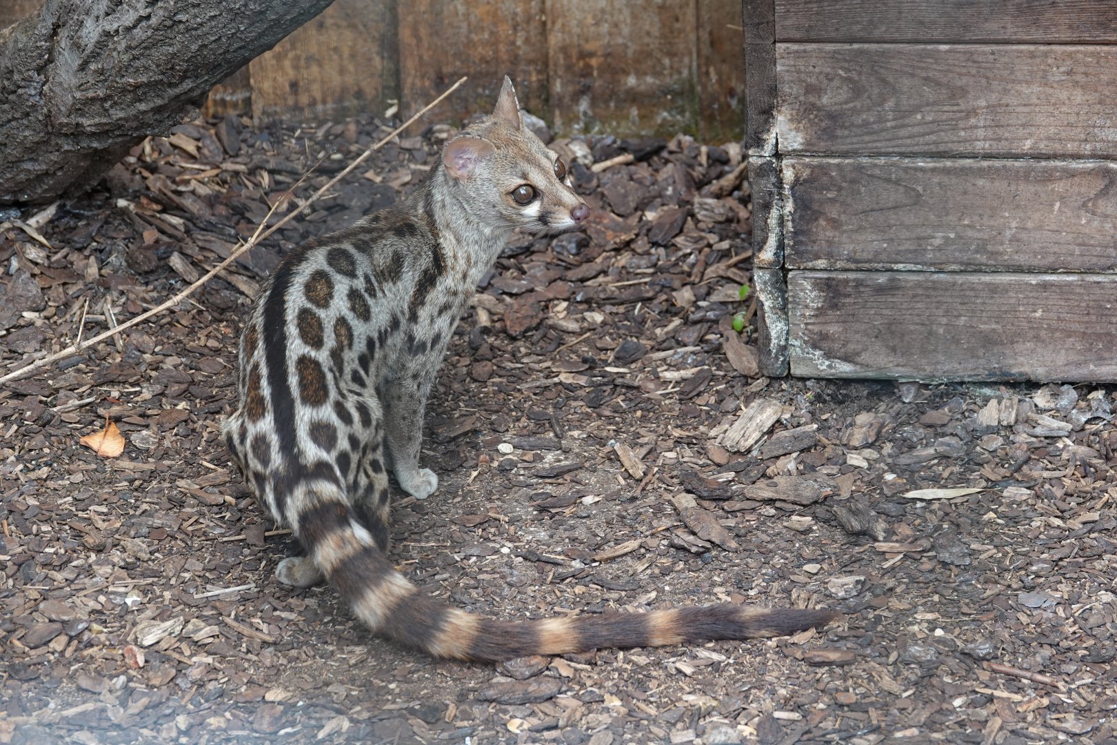 Cape genet