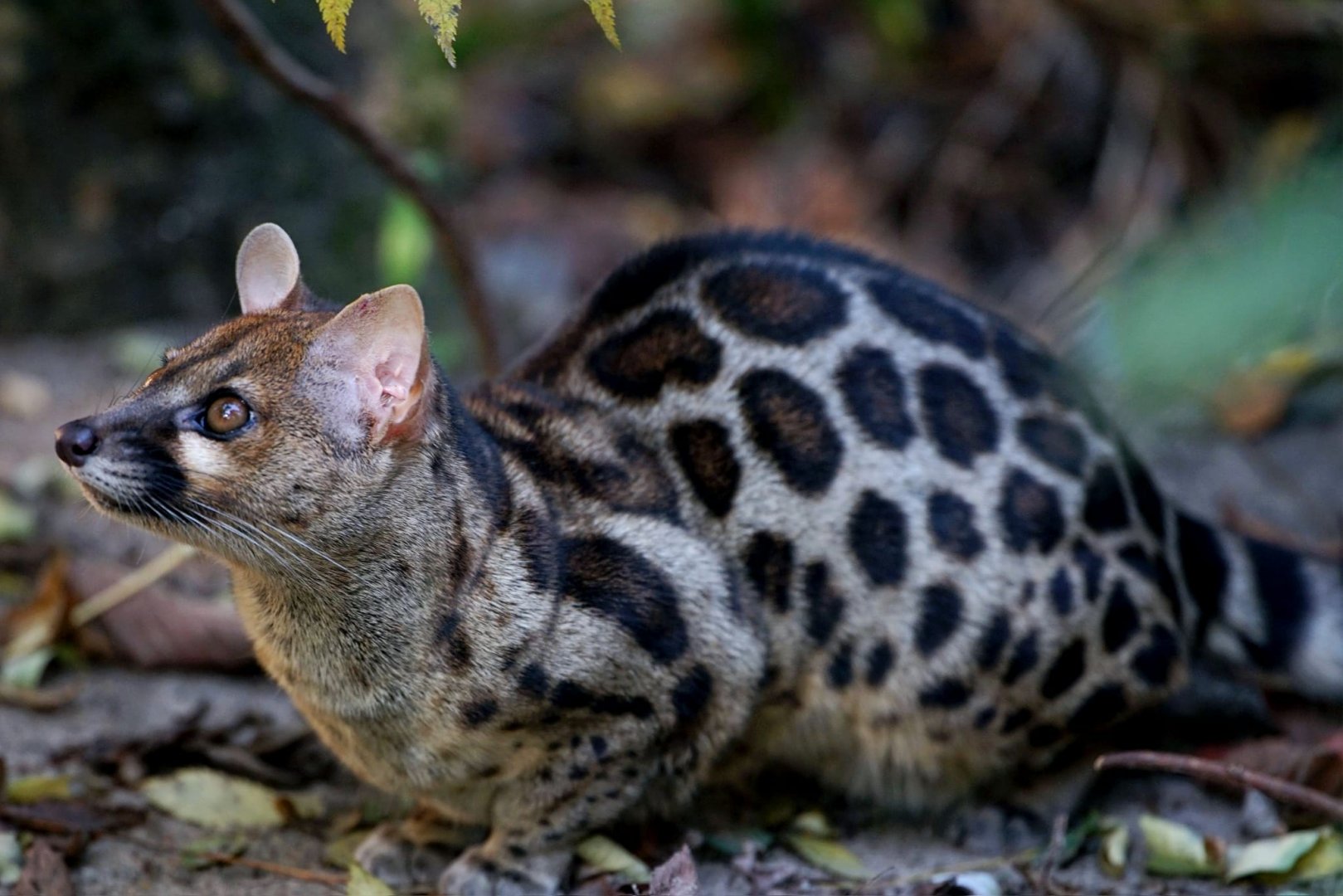 Cape Genet