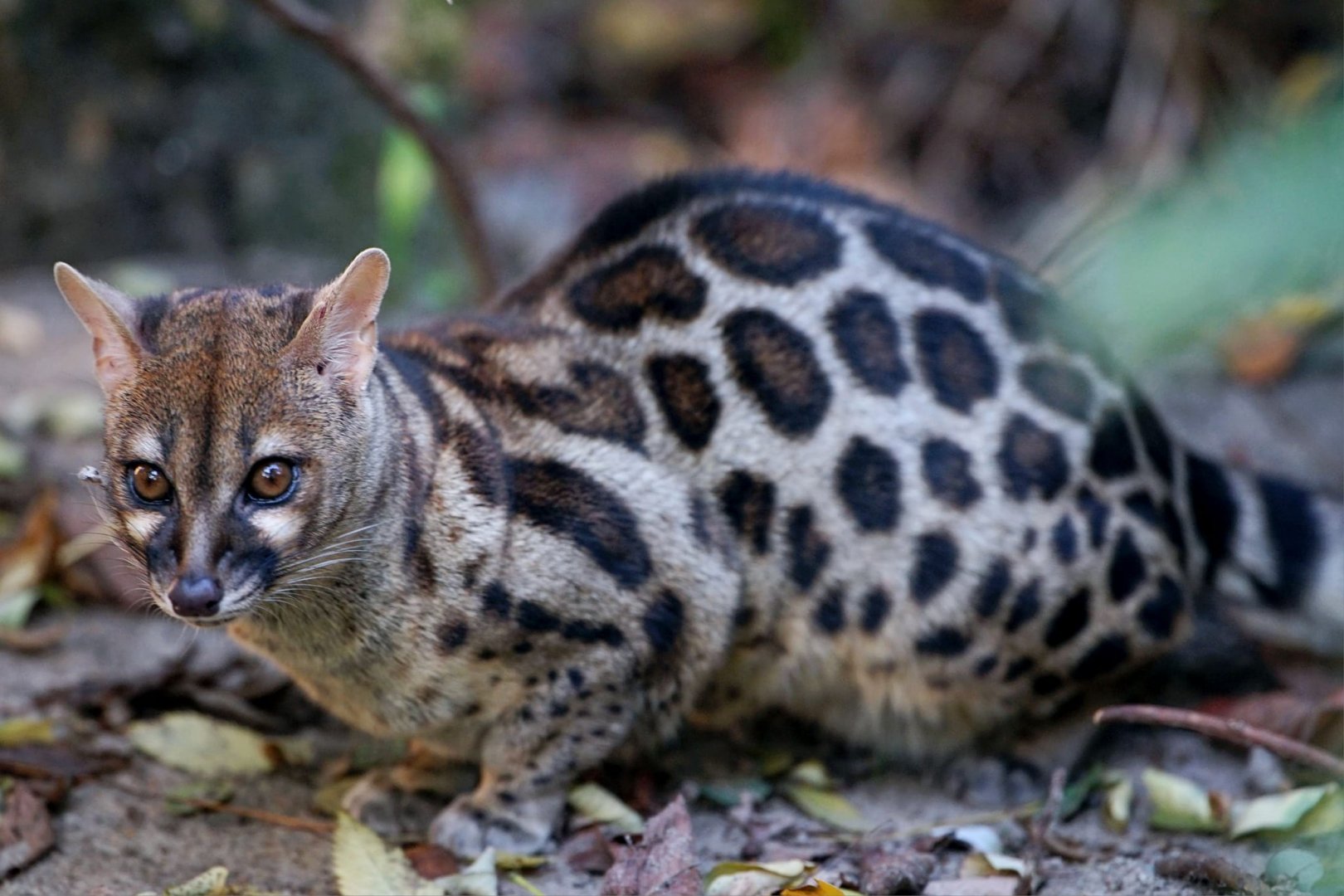 Cape Genet
