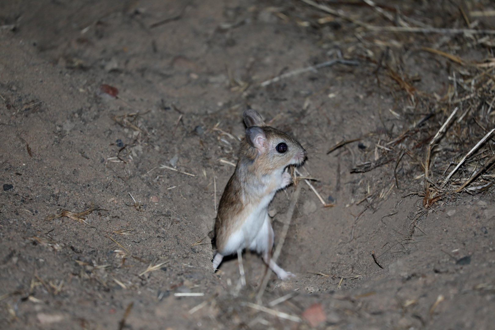 Cape Gerbil (Gerbilliscus afer)