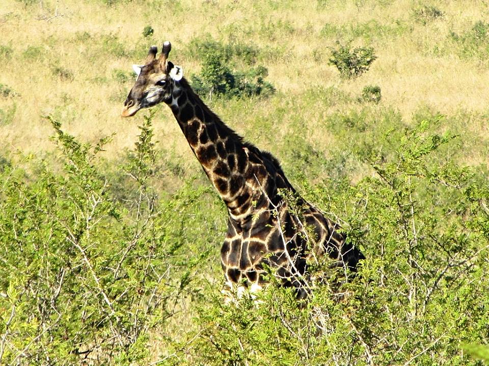 Cape Giraffe Bull