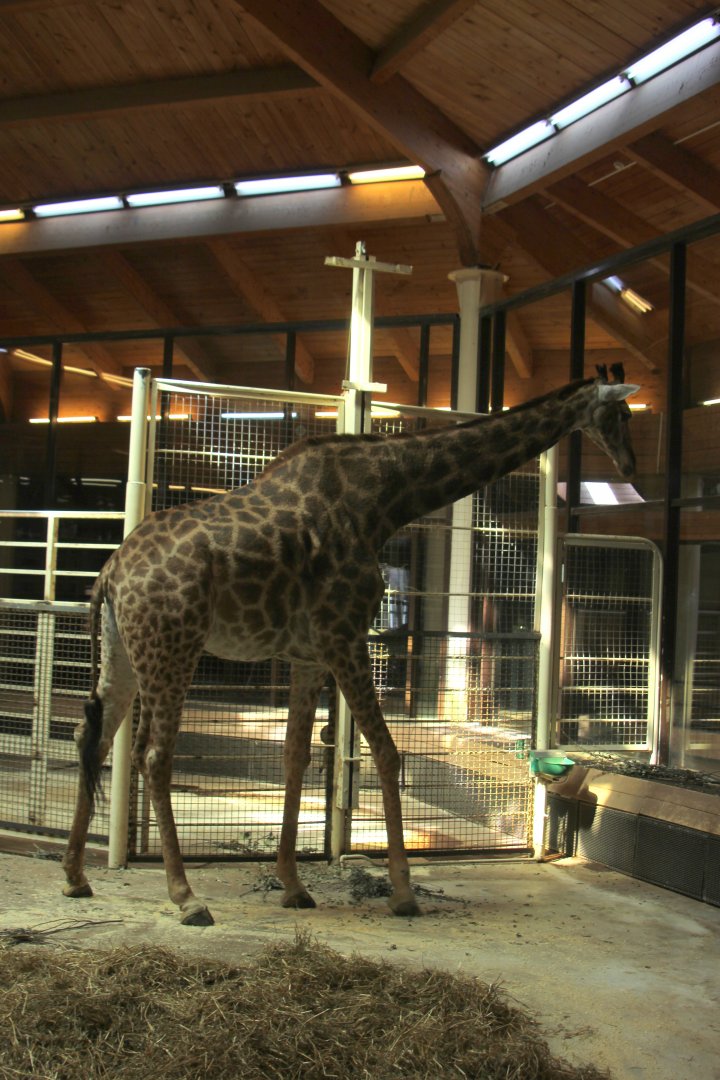 Cape giraffe (Giraffa camelopardalis giraffa)