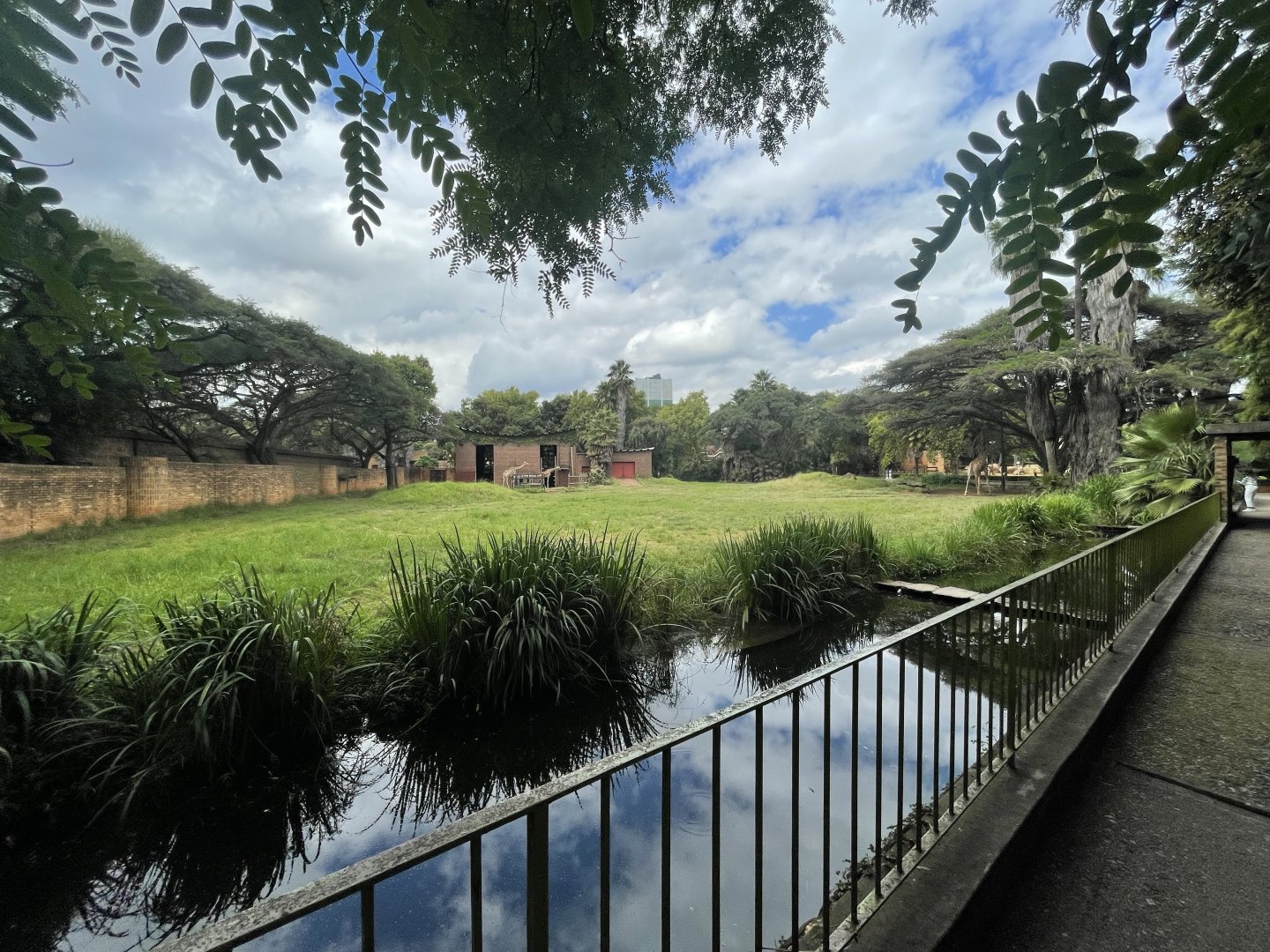 Cape Giraffe (Giraffa giraffa giraffa)