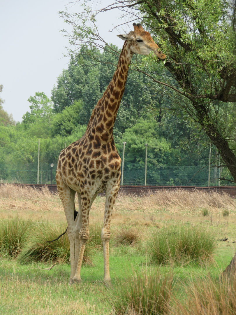 Cape Giraffe (Giraffa giraffa giraffa)
