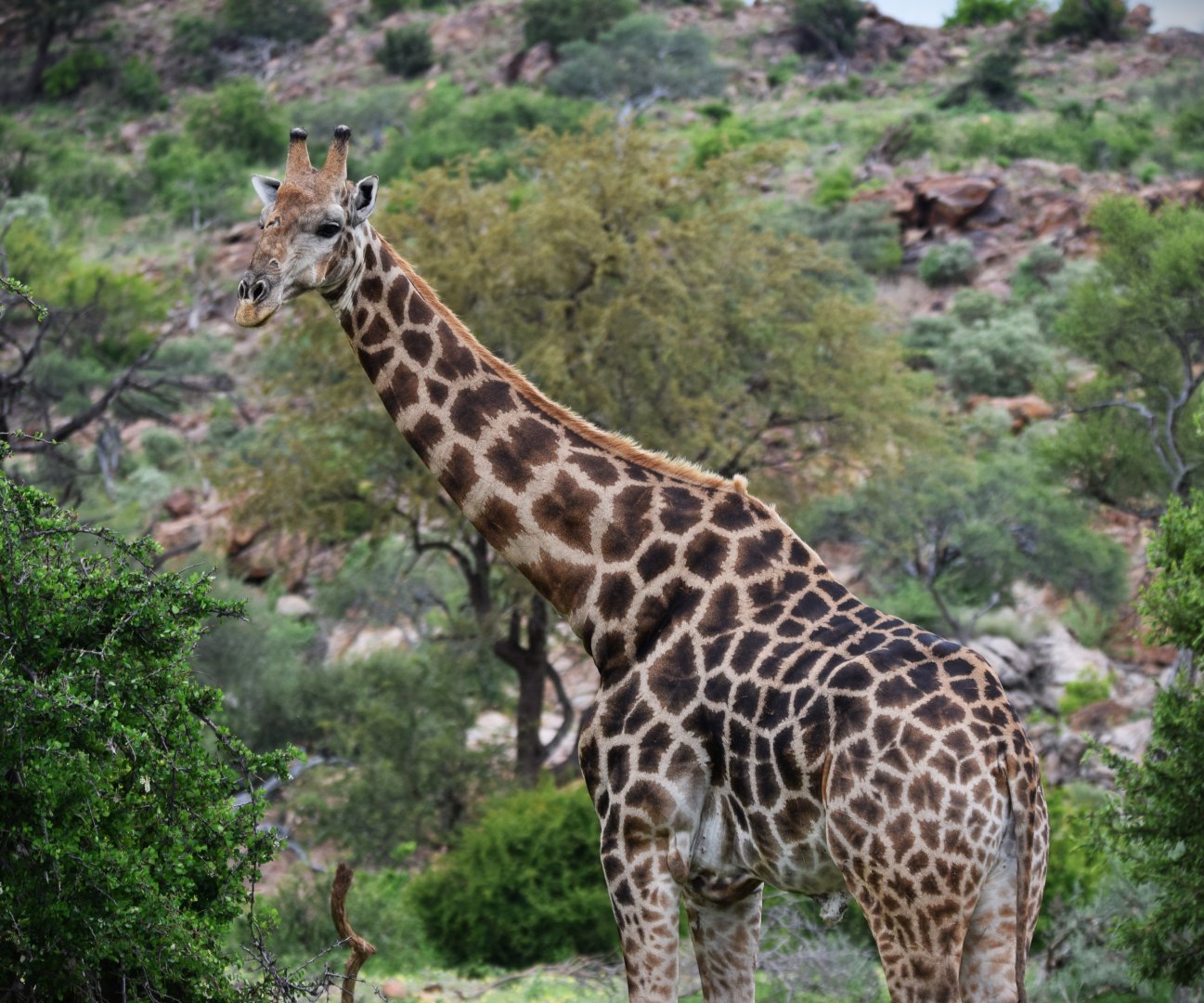 Cape Giraffe (Giraffa giraffa)