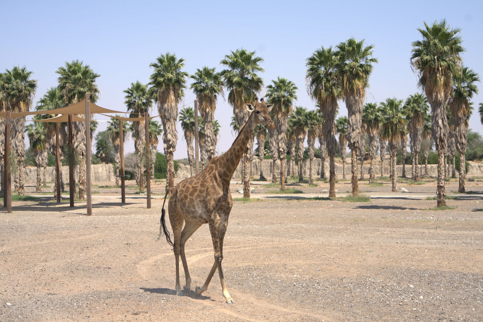 Cape Giraffe,  Moremi