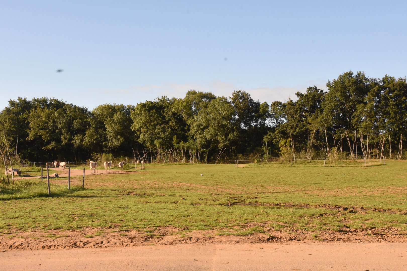 Cape Giraffe savannah