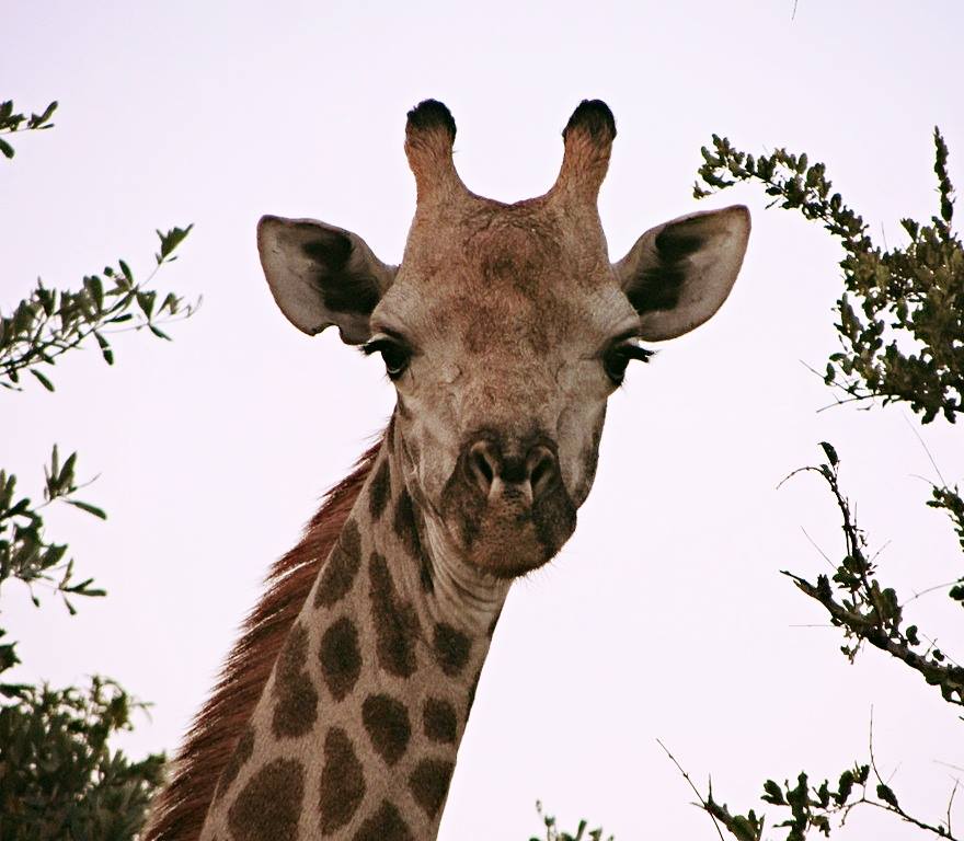 Cape Giraffe
