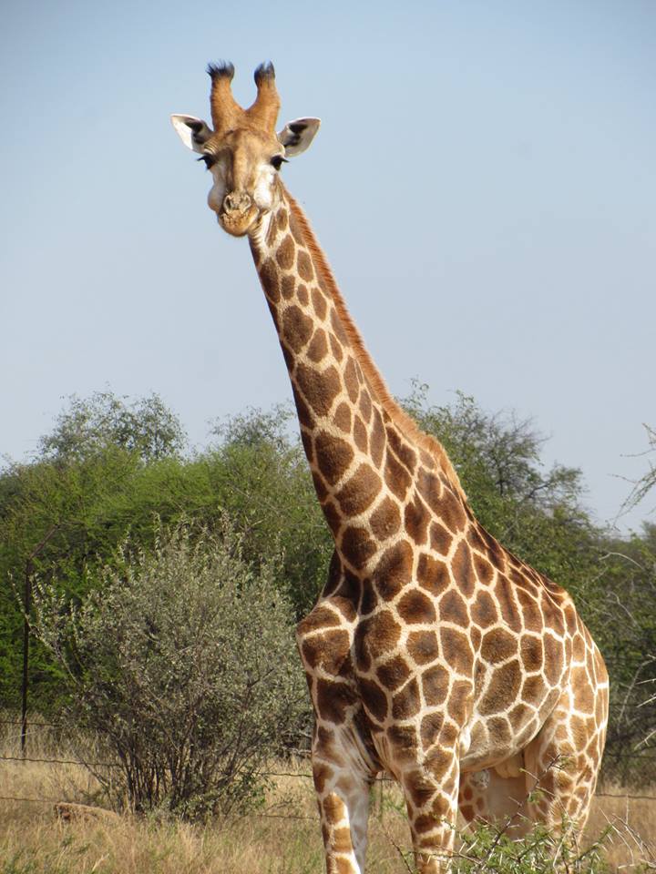 Cape Giraffe