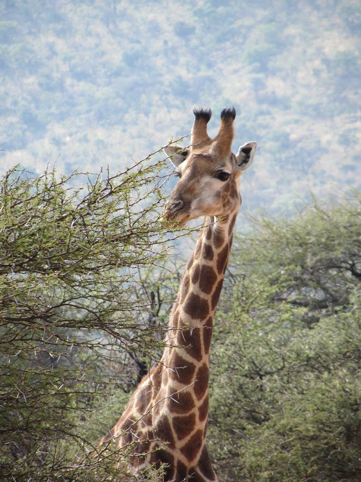 Cape Giraffe