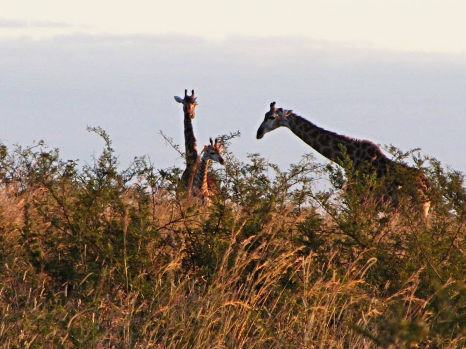 Cape Giraffes