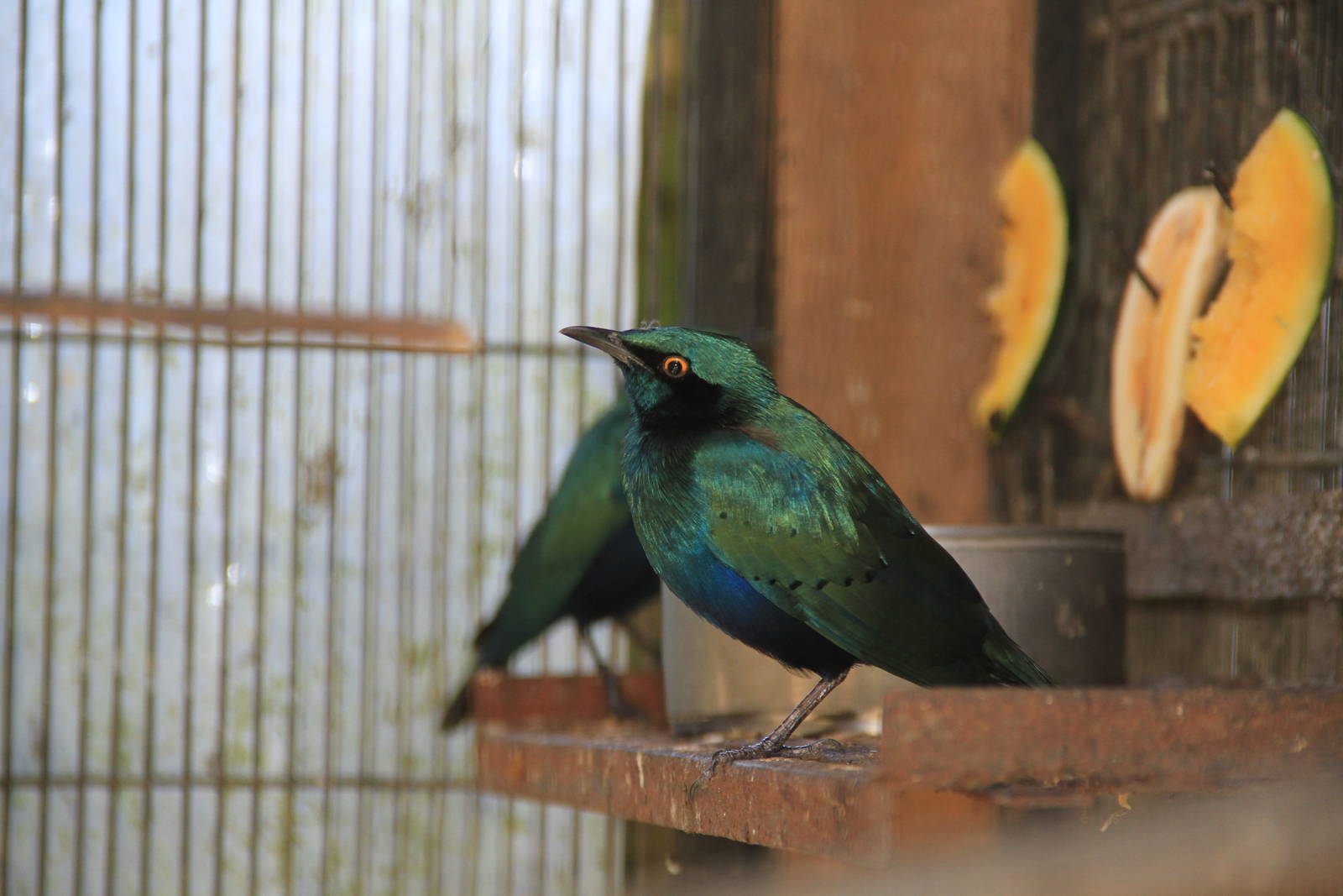 Cape Glossy starling (Lamprotornis nitens)