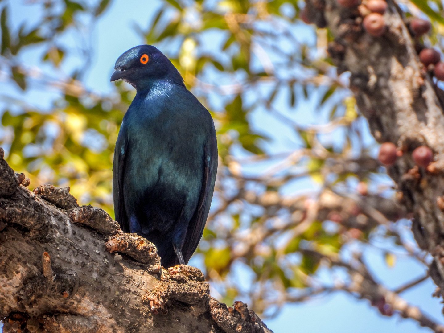 Cape glossy starling, Lamprotornis nitens