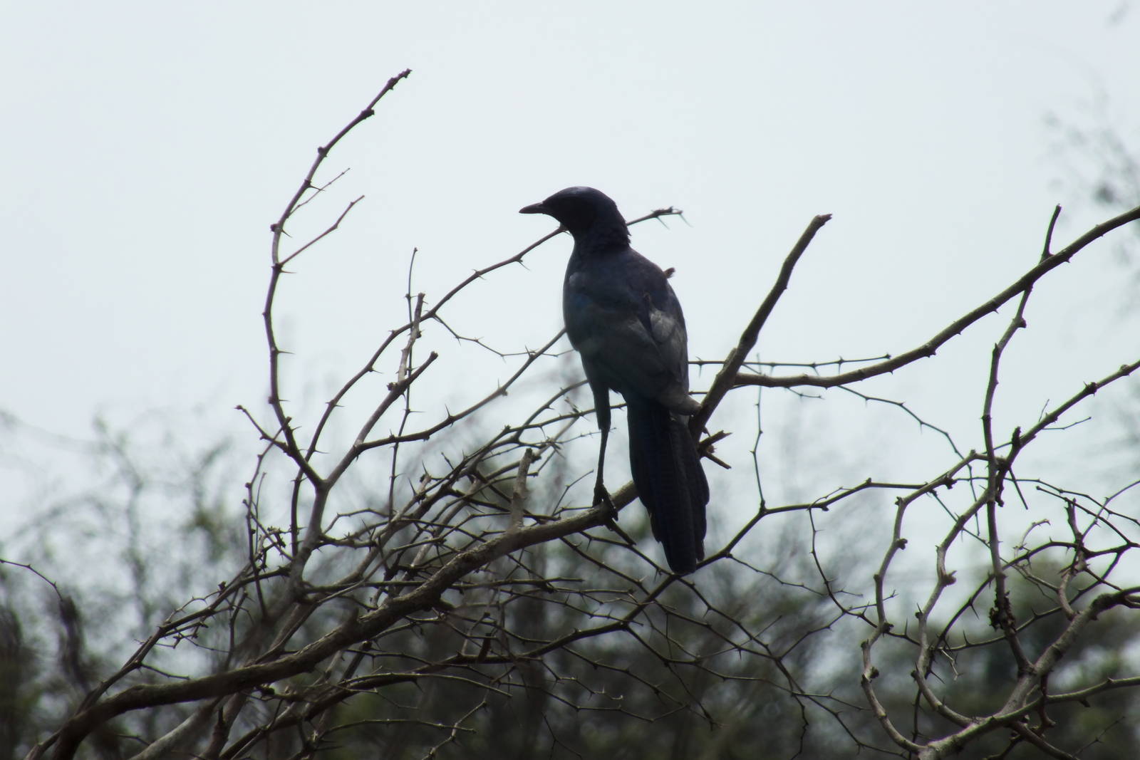 Cape Glossy Starling