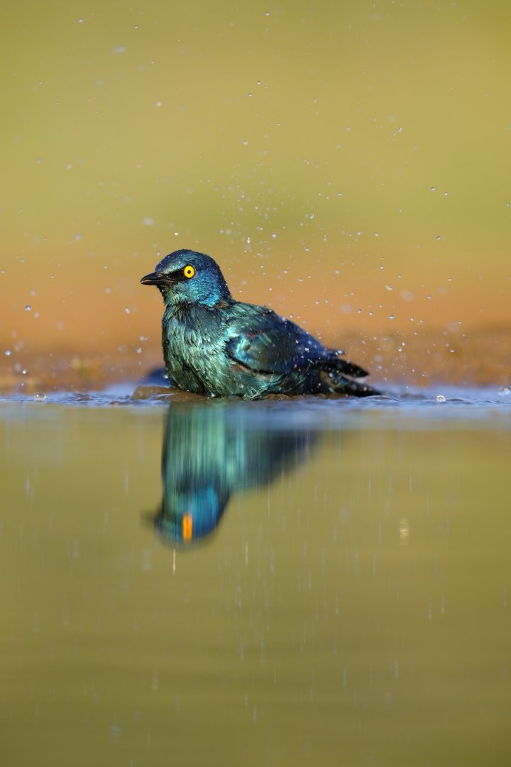 Cape glossy starling