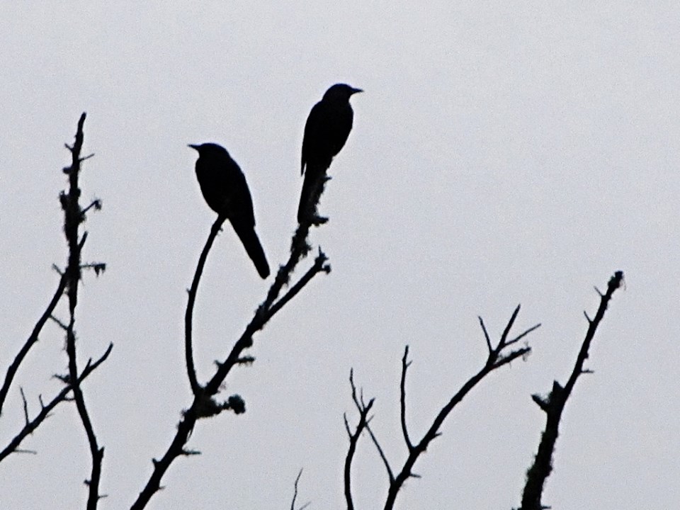 Cape Glossy Starlings in Silhouette